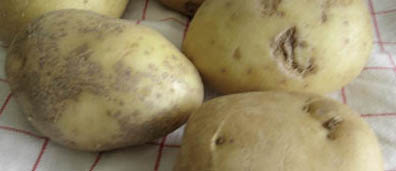 pomme de terre presentation