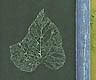 feuilles squelettis�es
