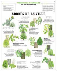 Planches Arbres