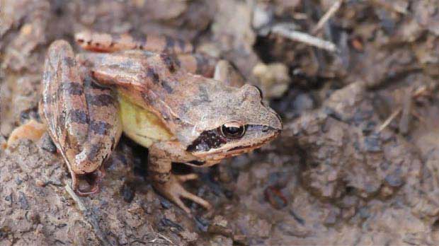 grenouille rousse