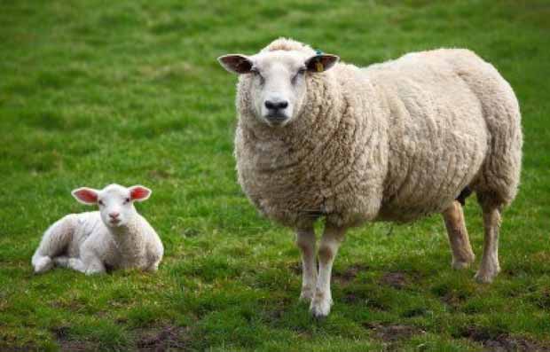 moutons tondeuses ecolos
