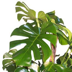 philodendron