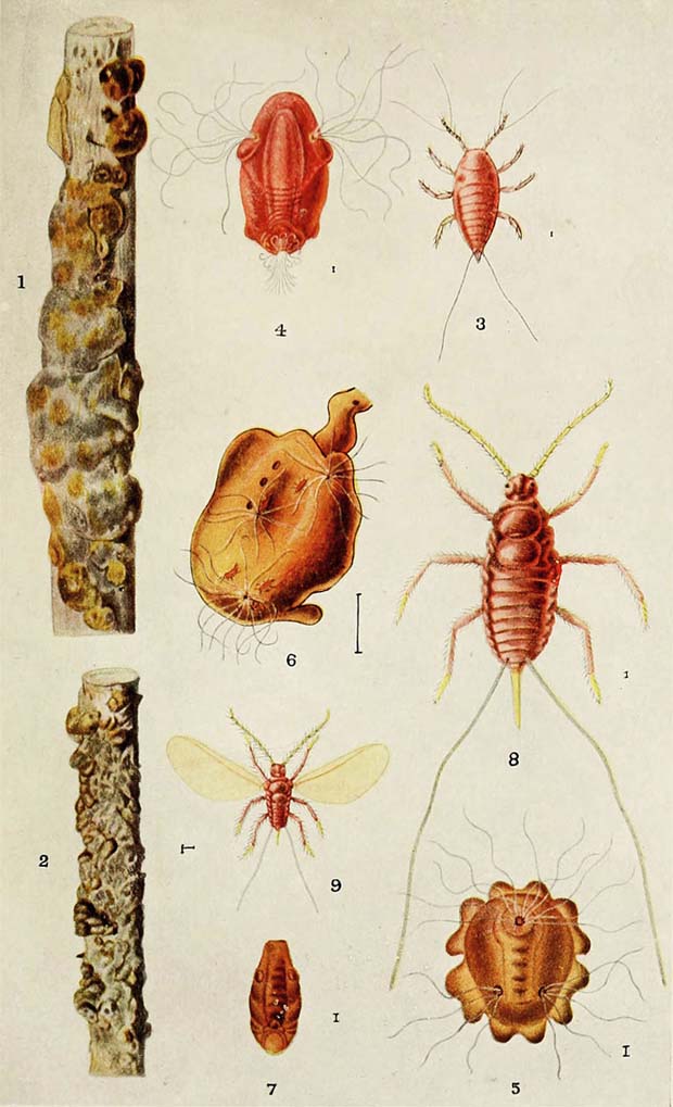 cochenille gomme laque