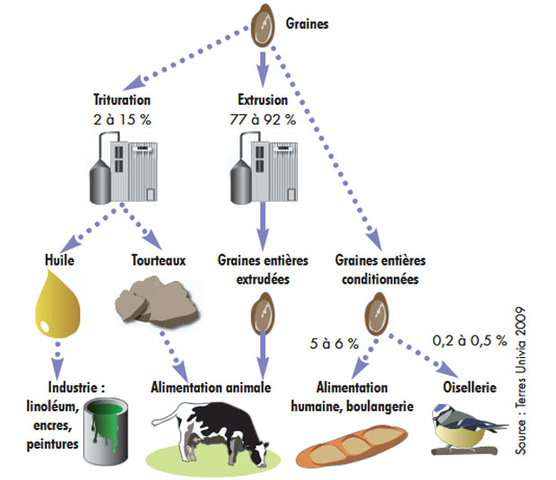 huile graines de lin