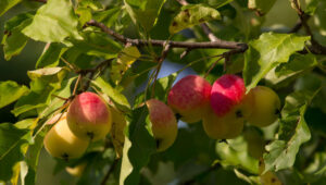 Jardin : 10 excellentes raisons pour planter <br>des arbres fruitiers !