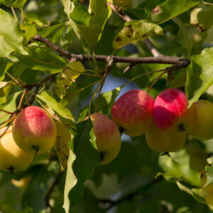 Jardin : 10 excellentes raisons pour planter <br>des arbres fruitiers !