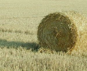 La simplicité volontaire