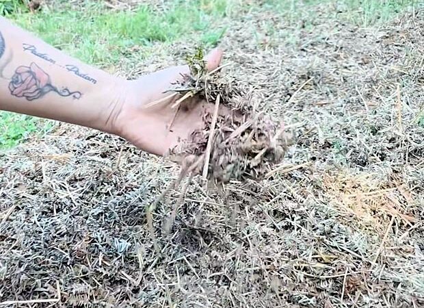 Isoler avec des fougères ? Utiliser la fougère dans un mortier naturel avec Noël Delwick
