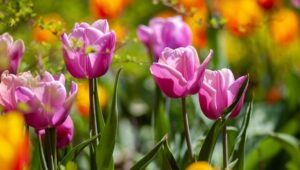 Jardinage : On veut des bulbes de fleurs <br>sans pesticides !