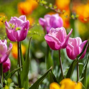 Jardinage : On veut des bulbes de fleurs <br>sans pesticides !