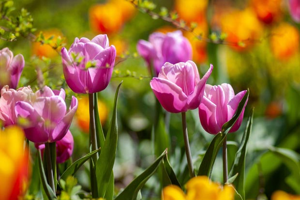bulbes tulipes bio