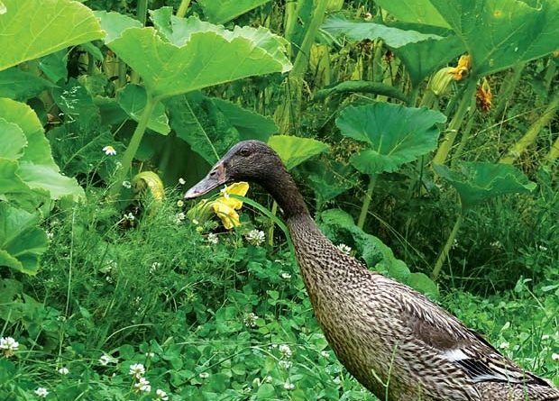 canard coureur indien