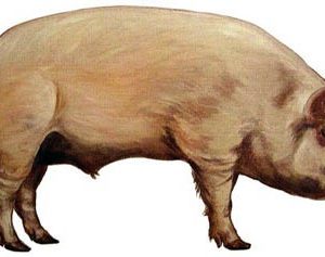 Veaux, vaches, cochons