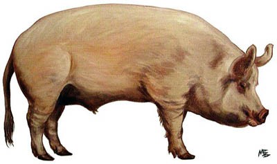 #htmlcaption_147 Veaux, vaches, cochons