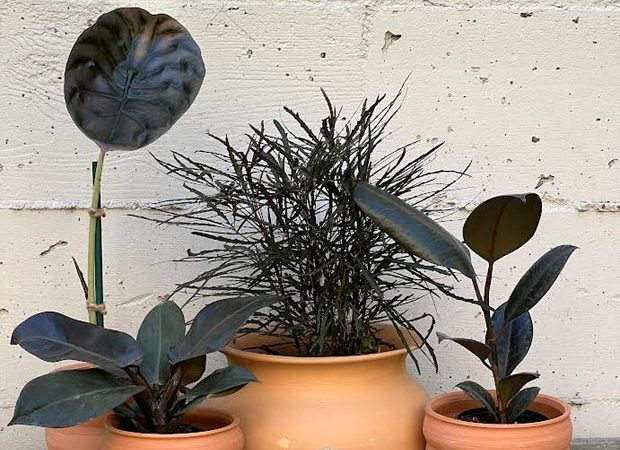 Déco : Comment faire entrer la nature dans son intérieur avec Décoclico ?