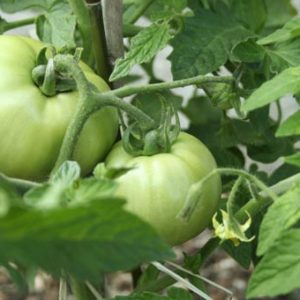 Jardin : Cultiver une variété oubliée dans son potager avec Kokopelli