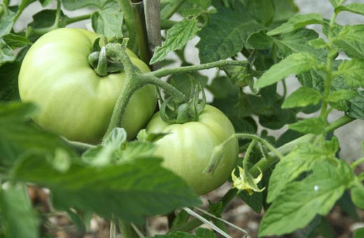 Cultiver une variété oubliée dans son potager