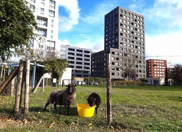 #htmlcaption_15739 Eco-pâturage : quand moutons et chèvres <br>remplacent les tondeuses