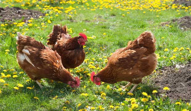 Potager et jardin : Tous les avantages d’adopter des poules !