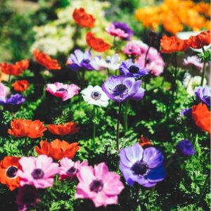 Jardin : Comment l&rsquo;imaginer, le dessiner, le créer ?