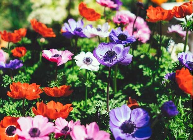 #htmlcaption_18734 Jardin : Comment l’imaginer, le dessiner, le créer ?