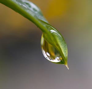 Alternative : Installer un circuit d’eau de pluie à domicile