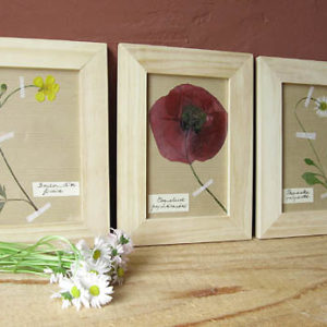 Pour un herbier