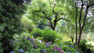 Aménagement : Comment transformer son jardin en îlot de fraîcheur ?