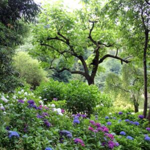 Aménagement : Comment transformer son jardin en îlot de fraîcheur ?