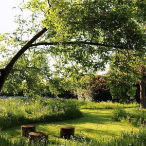 Jardin : Les alternatives à la pelouse