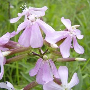 Recette : Lessive à la saponaire