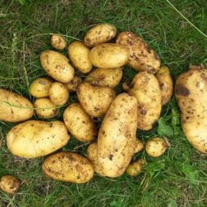 Potager : Les pommes de terre sur gazon, ça marche !