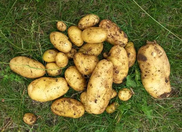 #htmlcaption_18721 Potager : Les pommes de terre sur gazon, ça marche !