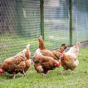 Recyclage des biodéchets : les poules championnes !