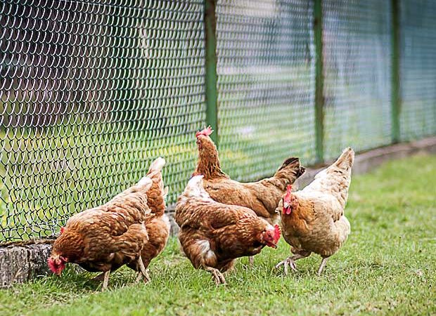 #htmlcaption_18908 Recyclage des biodéchets : les poules championnes !