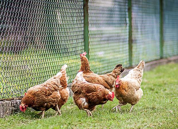 Recyclage des biodéchets : les poules championnes !