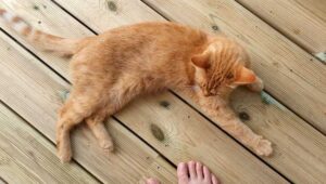 Bois : Quelles essences et classes privilégier pour l&rsquo;extérieur ?