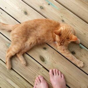 Bois : Quelles essences et classes privilégier pour l&rsquo;extérieur ?