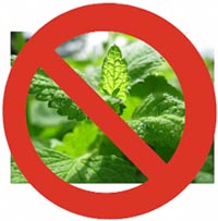 Actualité : Les remèdes à base de plantes en danger