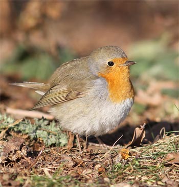 Appel à répertorier les oiseaux des jardins