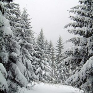Sapin ou pas ?