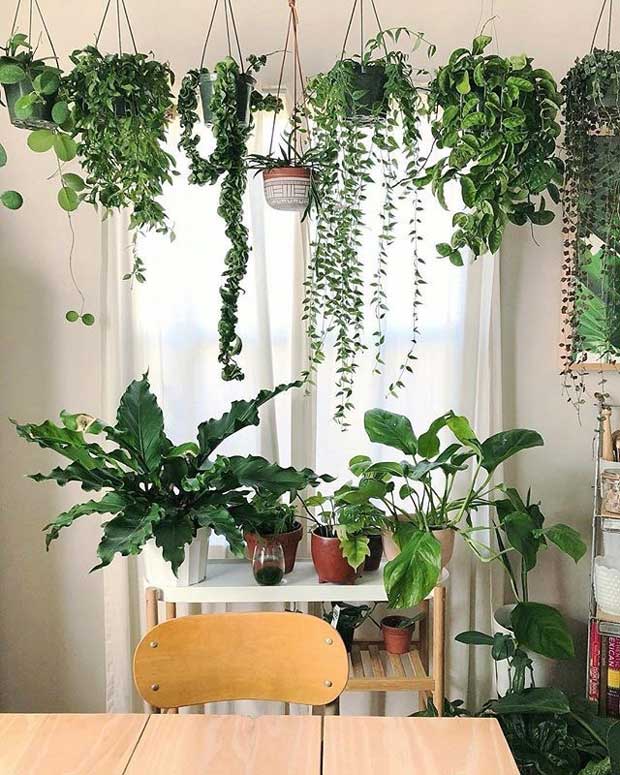 décoration avec plantes