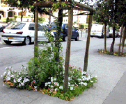 jardin champignon