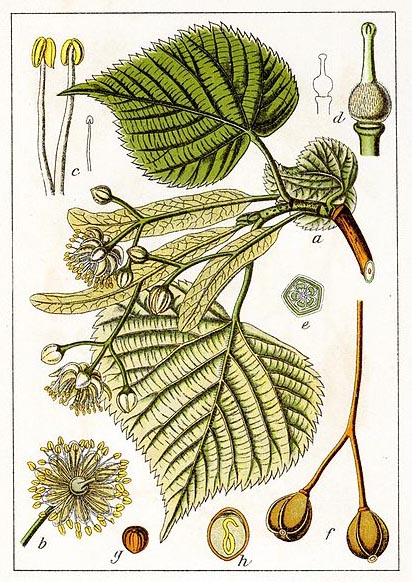 planche botanique tilleul