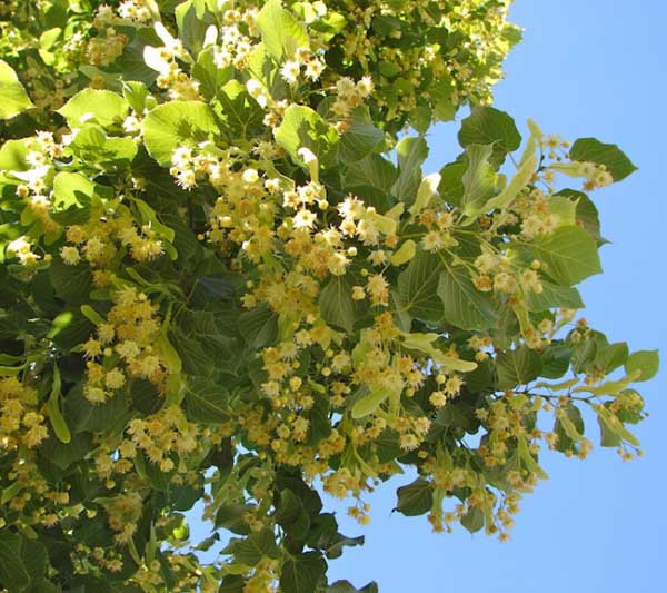 Au printemps, mangez des feuilles de tilleul !