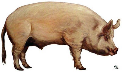 cochon