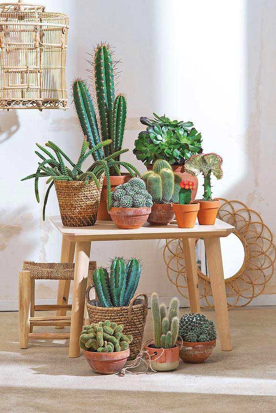 collection cactus