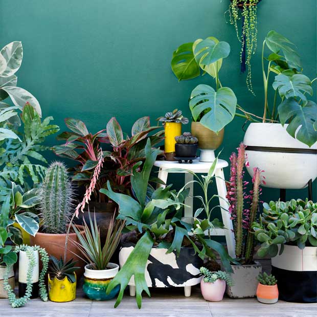 déco par les plantes