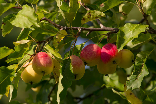 arbre fruitier