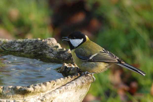 bain oiseaux